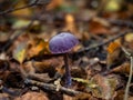 Amethyst Deceiver Fungus with Fly Royalty Free Stock Photo