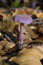 Amethyst Deceiver