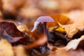 Amethyst deceiver, laccaria amethystina mushroom in orange autumn leaf