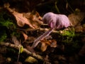 Amethyst Deceiver mushroom grows in leaf litter surrounded by smaller fungi, moss, and seedlings Royalty Free Stock Photo