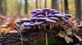 Amethyst Deceiver Mushrooms, Edible Mushroom, Fungus, Forest, Amethyst Deceiver. generative ai