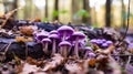 Amethyst Deceiver Mushrooms, Edible Mushroom, Fungus, Forest, Amethyst Deceiver. generative ai