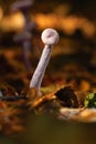 amethyst deceiver in orange autumn light