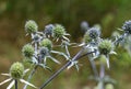 Amethyst eryngo thorny flowers