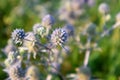 Amethyst Eryngos wild flower purple, green blur Royalty Free Stock Photo