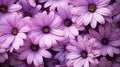 amethyst light purple flowers
