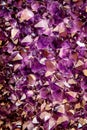 Amethyst purple crystal. Mineral crystals in the natural environment. Texture of precious and semiprecious gemstone