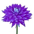 Amethyst purple dahlia flower isolated on a white background with clipping path. Close-up. Flower on a stem.