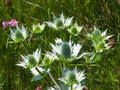 Amethyst Sea Holly or Eryngo flower buds close-up, selective focus, shallow DOF Royalty Free Stock Photo