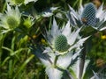 Amethyst Sea Holly or Eryngo flower buds close-up, selective focus, shallow DOF Royalty Free Stock Photo