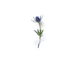 Amethyst Sea Holly Flower on white paper background Royalty Free Stock Photo