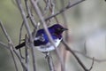 Amethyst starling Royalty Free Stock Photo