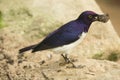 The Amethyst Starling Cinnyricinclus leucogaster.