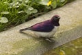 The Amethyst Starling Cinnyricinclus leucogaster.