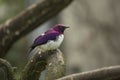 The Amethyst Starling Cinnyricinclus leucogaster. Royalty Free Stock Photo