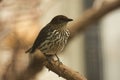 Amethyst Starling Cinnyricinclus leucogaster.