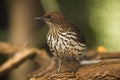 The Amethyst Starling Cinnyricinclus leucogaster. Royalty Free Stock Photo