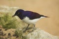 The Amethyst Starling Cinnyricinclus leucogaster.