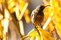 Amethyst sun bird. Royalty Free Stock Photo