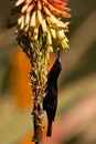 Amethyst sunbird Royalty Free Stock Photo