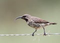 Amethyst Sunbird Royalty Free Stock Photo