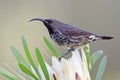 Amethyst Sunbird Royalty Free Stock Photo