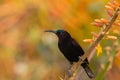 Amethyst sunbird also called black sunbird perching on a flower while feeding.