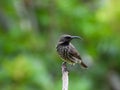 Amethyst sunbird female isolated