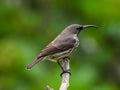 Amethyst sunbird female isolated