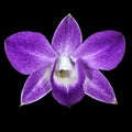 Amethyst white orchid flower isolated black background. Flower bud close-up. Royalty Free Stock Photo