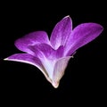 Amethyst white orchid flower isolated black background. Flower bud close-up Royalty Free Stock Photo