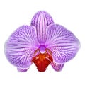 Amethyst white sangria orchid flower isolated white background with clipping path. Flower bud close-up.
