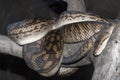 Amethystine Python