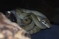 amethystine python snake Royalty Free Stock Photo