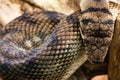 Amethystine python & x28;Morelia amethistina& x29; looking down on head