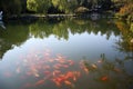 Amezing view of golden fish and nature in Hangzhou city Royalty Free Stock Photo