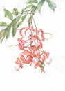 Amherstia nobilis hand painted watercolor on white