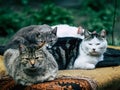 Amicable cats family is lying in an old armchair together and warm each other