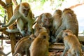 Amicable family of monkeys are kept together