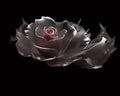 Flower with grayish pink metallic swirls on a black background