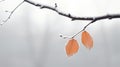 Amid winter\'s grip, a couple of leaves cling to the branch, a symbol of quiet strength and serenity