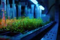 Amidst adversity, a scientist finds beauty, a surreal close-up of chromatic moss glowing in the labs gloom