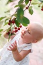 Amidst a backdrop of vibrant foliage, a little one-year-old dons summer attire while delightfully plucking ripe cherries