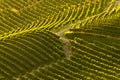 Combed rows of grapevine in barolo italy, beautyful vineyards