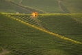 Combed rows of grapevine in barolo italy, beautyful vineyards