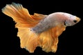 Amidst the darkness of the black background the white betta fish with a light golden tail radiates a sense of serenity.