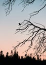 Amidst the dramatic emerging colors of the sunset, the lone perky kingfisher enjoyed the final light from the arbutus tree branch.