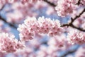 Amidst the gentle spring breeze, delicate cherry blossoms unfurl in a radiant display of pink and white, their ethereal