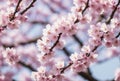 Amidst the gentle spring breeze, delicate cherry blossoms unfurl in a radiant display of pink and white, their ethereal