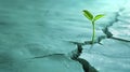 Growth through adversity: Plant in concrete.